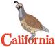 California Quail