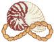 Nautilus Shell