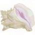 Conch Shell