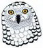 Snowy Owl