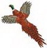 Pheasant