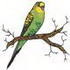 Parakeet