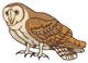 Barn Owl