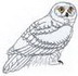 Snowy Owl