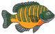 Bluegill