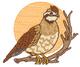 Bobwhite Quail