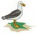 Herring Gull