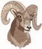 Bighorn Sheep