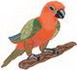 Conure