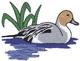 Pintail Duck