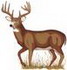 Whitetail Deer