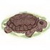 Spur Thighed Tortoise