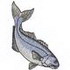 Bluefish