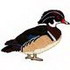 Wood Duck