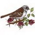 White Throated Sparrow