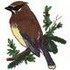 Cedar Waxwing