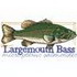 Largemouth Bass