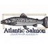 Atlantic Salmon