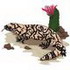 Gila Monster