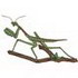 Praying Mantis