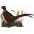 Pheasant