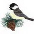 Chickadee