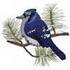 Blue Jay