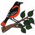 Oriole