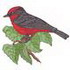 Vermilion Flycatcher