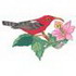 Iiwi Hawaiian Honey Creeper