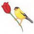 Goldfinch W/ Tulip