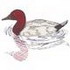 Canvasback