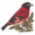 Red Siskin