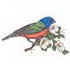 Painted Bunting