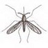 Mosquito