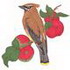 Cedar Waxwing