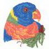 Rainbow Lorikeet