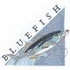 Bluefish