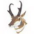 Pronghorn Antelope