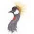 Gray Crowned Crane