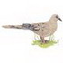 Mourning Dove