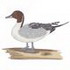 Pintail