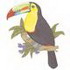 Keel Bill Toucan