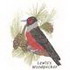 Lewis's Woodpecker