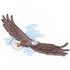 Soaring Eagle