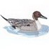 Pintail Duck