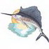 Sailfish