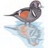 Harlequin Duck