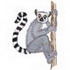 Ring-tailed Lemur