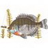 Bluegill